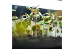 Indoor farming growing crops.